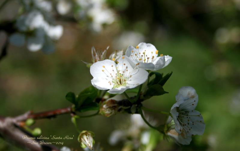 Photo of Japanese Plum (Prunus salicina 'Santa Rosa') uploaded by Calif_Sue