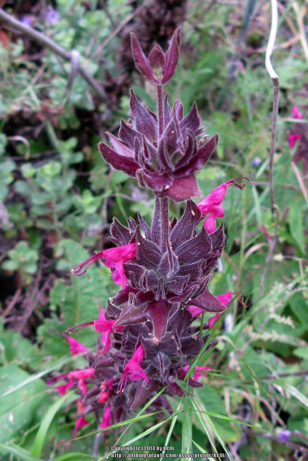 Photo of Crimson Pitcher Sage (Salvia spathacea) uploaded by Kelli