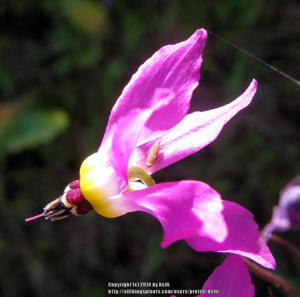 Photo of Lowland Shooting Star (Dodecatheon clevelandii) uploaded by Kelli