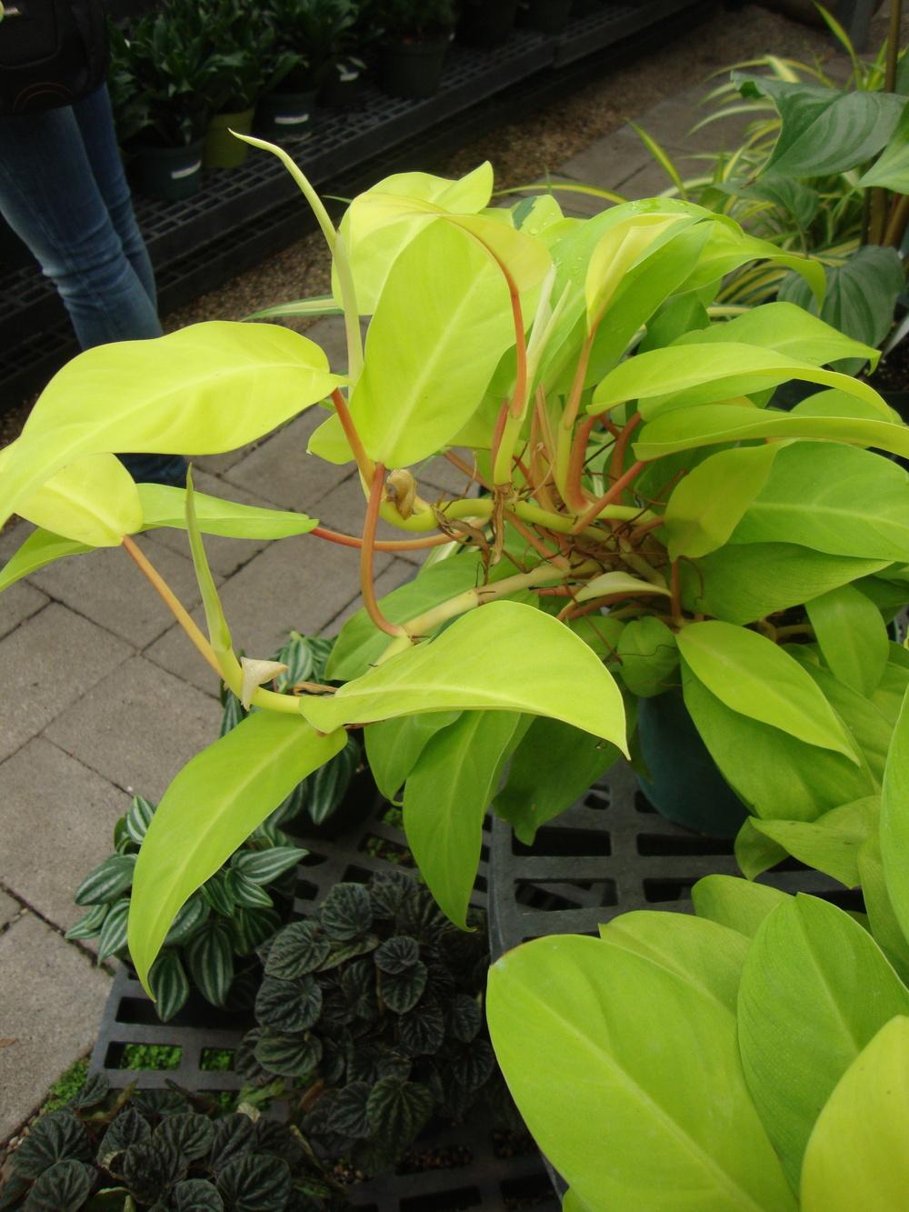 Photo of Philodendron 'Lemon Lime' uploaded by Paul2032