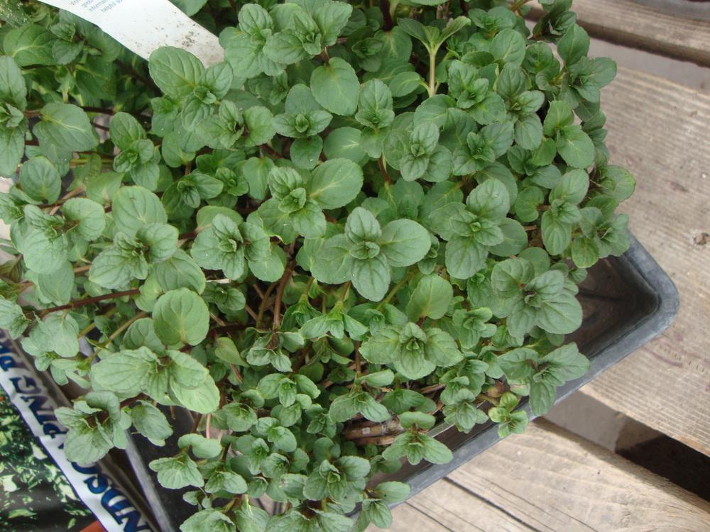Photo of Chocolate Mint (Mentha x piperita 'Chocolate') uploaded by Paul2032