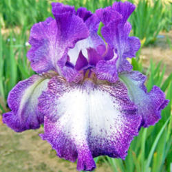 Location: My Gardens
Date: June 8, 2008
Nice Iris, Good Growth Habits
