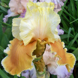Location: My Gardens
Date: June 2, 2008
A Single Bloom