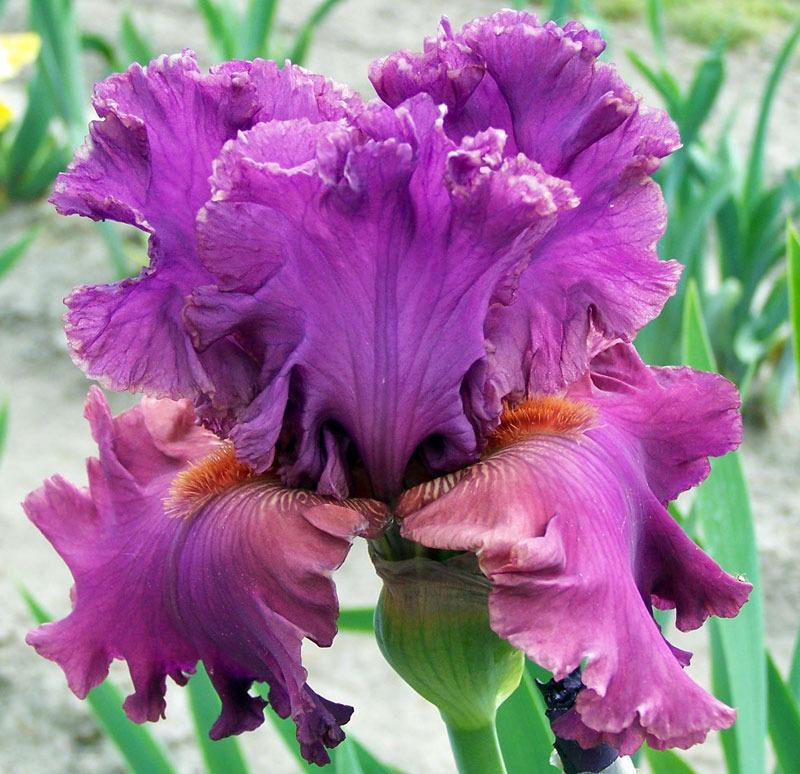 Photo of Tall Bearded Iris (Iris 'Fashionably Late') uploaded by TBGDN