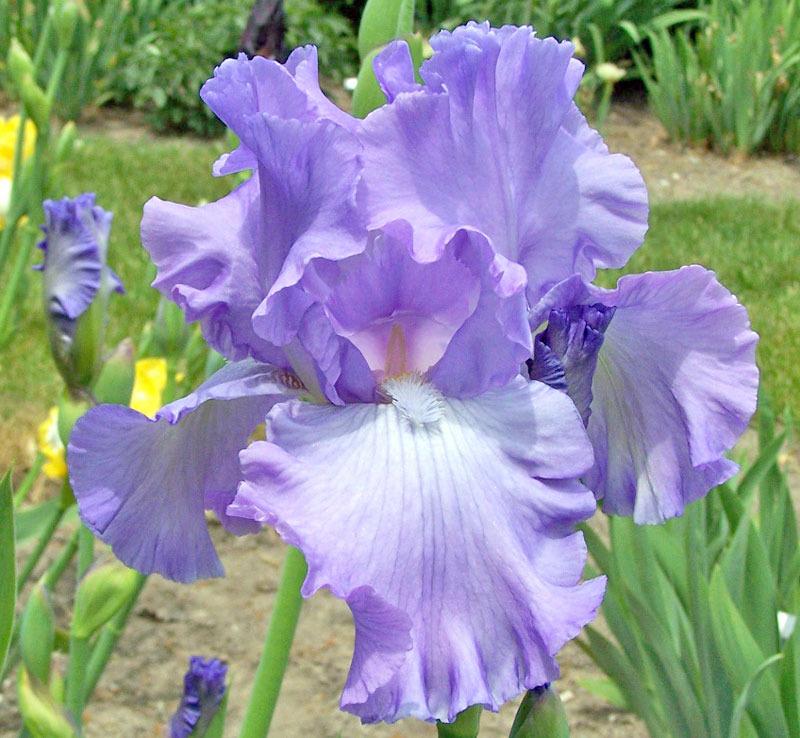 Photo of Tall Bearded Iris (Iris 'Mary Frances') uploaded by TBGDN