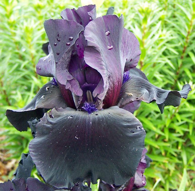 Photo of Tall Bearded Iris (Iris 'Anvil of Darkness') uploaded by TBGDN