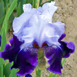 Location: My Gardens
Date: May 27, 2008
Very Nice Iris From P. Black