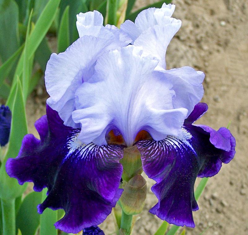 Photo of Tall Bearded Iris (Iris 'High Class') uploaded by TBGDN