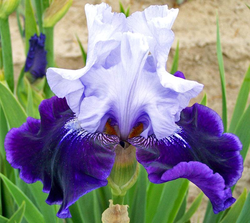 Photo of Tall Bearded Iris (Iris 'High Class') uploaded by TBGDN