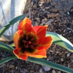 Location: Hamilton Square perennial garden Historic City Cemetery, Sacramento CA.
Date: 2014-03-07
Tulipa orphanidea 'Flava'