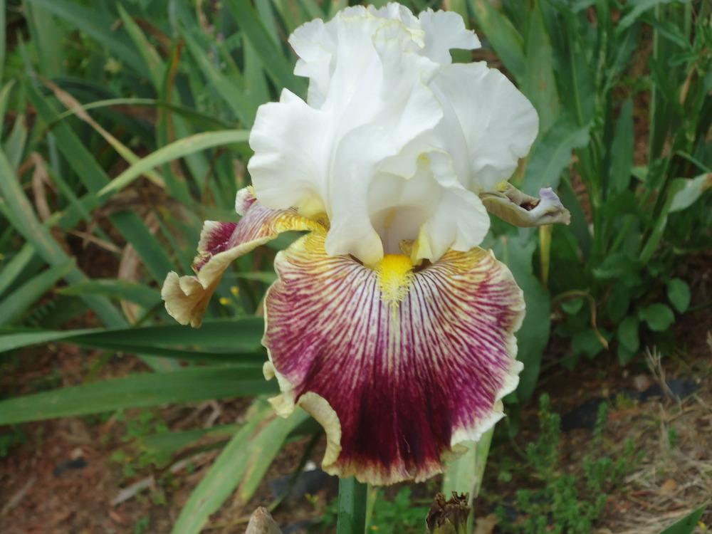 Photo of Tall Bearded Iris (Iris 'Scatterbrain') uploaded by Fillup