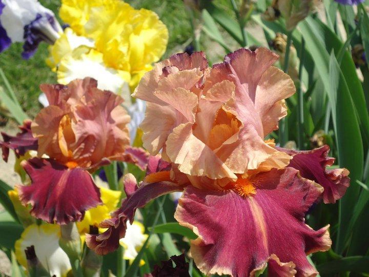 Photo of Tall Bearded Iris (Iris 'Impressionist') uploaded by Fillup