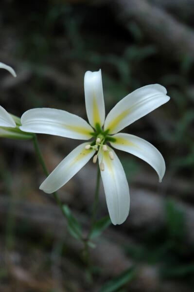 Photo of Lily (Lilium washingtonianum) uploaded by SongofJoy