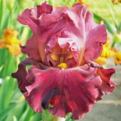 Location: My Gardens
Date: May 30, 2008
A Tall Schreiner Red