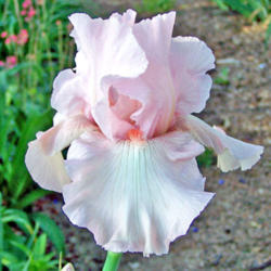 Location: My Gardens
Date: June 1, 2008
Dykes Metal 1982: A Very Worthy Iris!