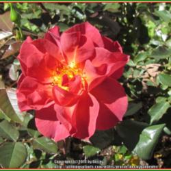 Location: Sebastian, Florida
Date: 2014-03-08
Despite what some websites say, this rose has a very nice scent!