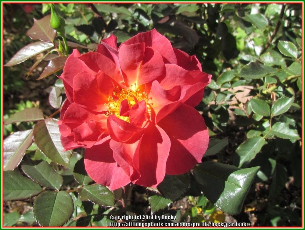 Photo of Floribunda Rose (Rosa 'Cinco de Mayo') uploaded by beckygardener