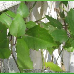 Location: Sebastian, Florida
Date: 2014-03-08
Close-up of the leaves. After blooming this vine can become very 