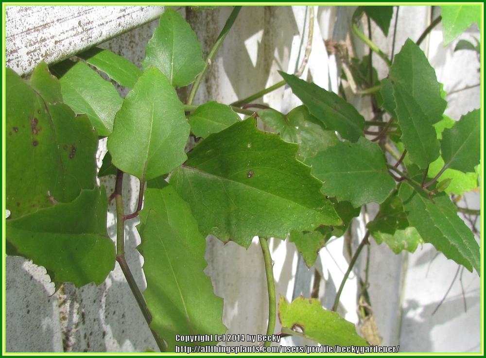 Photo of Mexican Flame Vine (Pseudogynoxys chenopodioides) uploaded by beckygardener