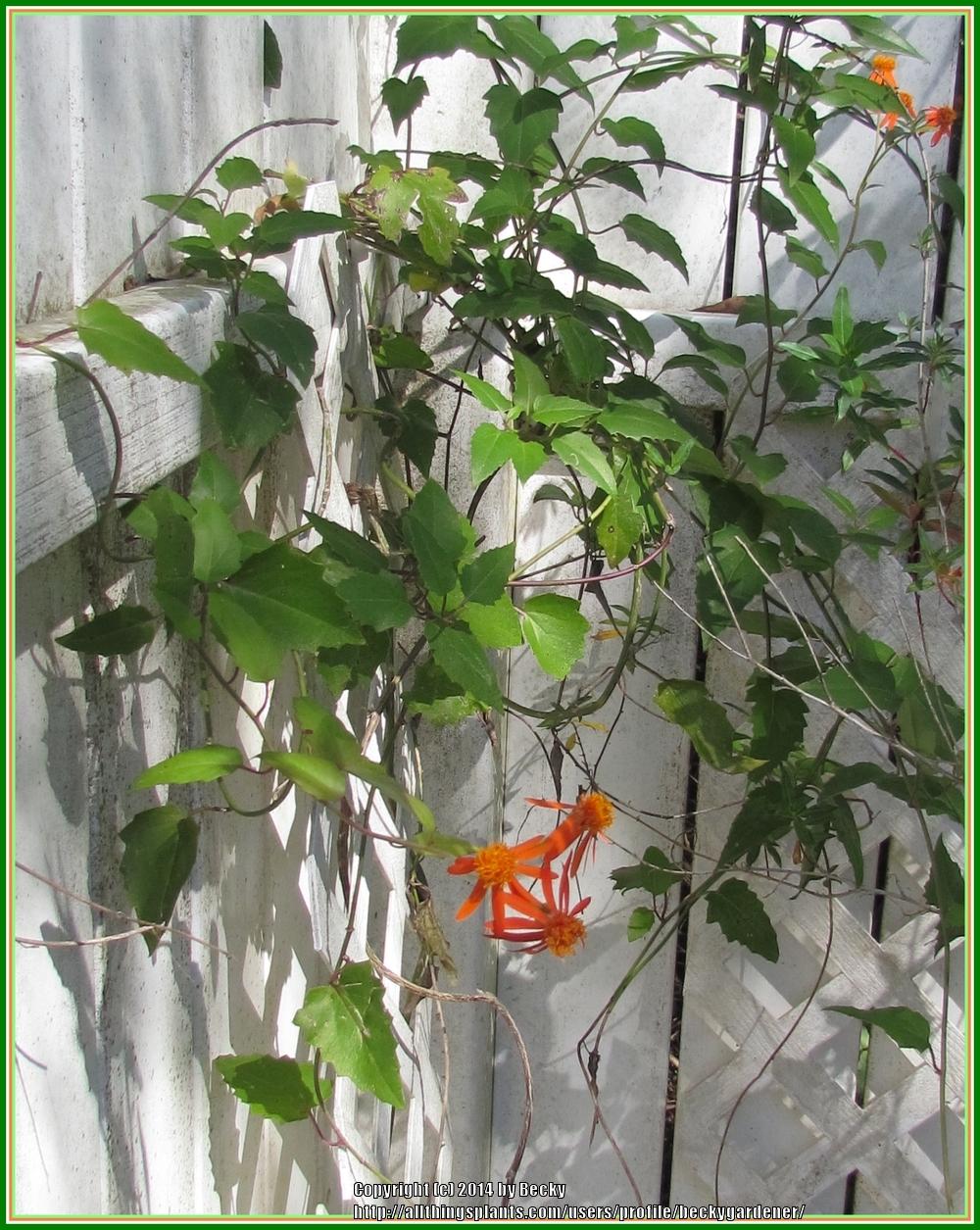 Photo of Mexican Flame Vine (Pseudogynoxys chenopodioides) uploaded by beckygardener