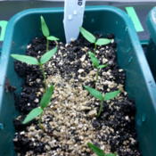 Seedlings on the second day after first germination noticed. Germ