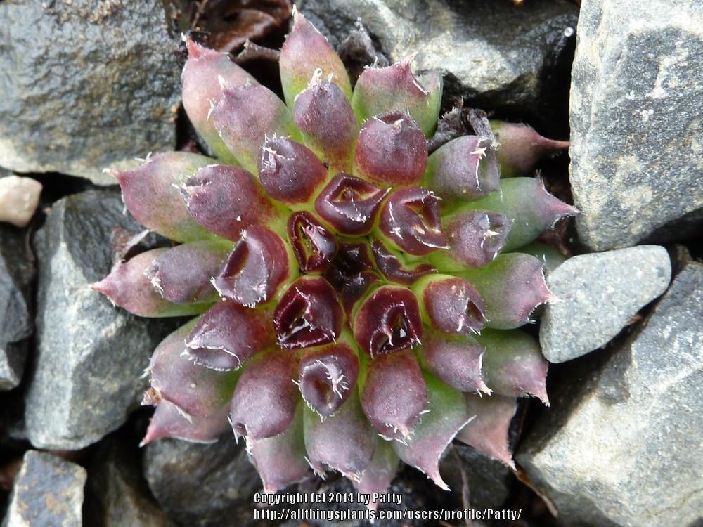 Photo of Hen and Chicks (Sempervivum 'Oddity') uploaded by Patty
