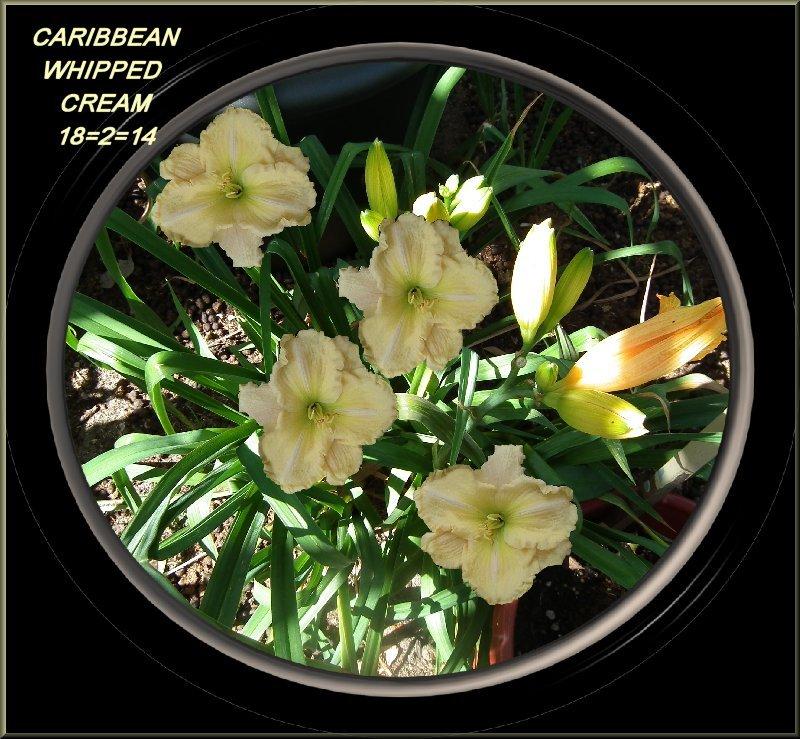 Photo of Daylily (Hemerocallis 'Caribbean Whipped Cream') uploaded by Joy