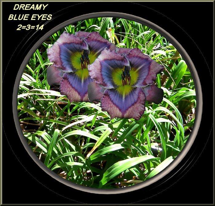 Photo of Daylily (Hemerocallis 'Dreamy Blue Eyes') uploaded by Joy