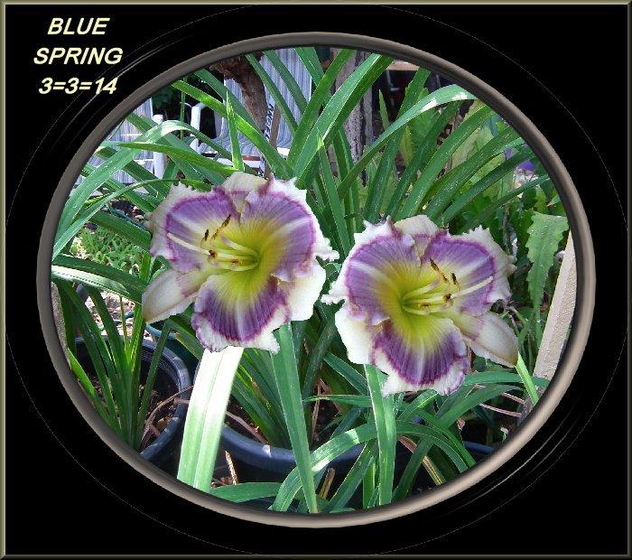 Photo of Daylily (Hemerocallis 'Blue Spring') uploaded by Joy