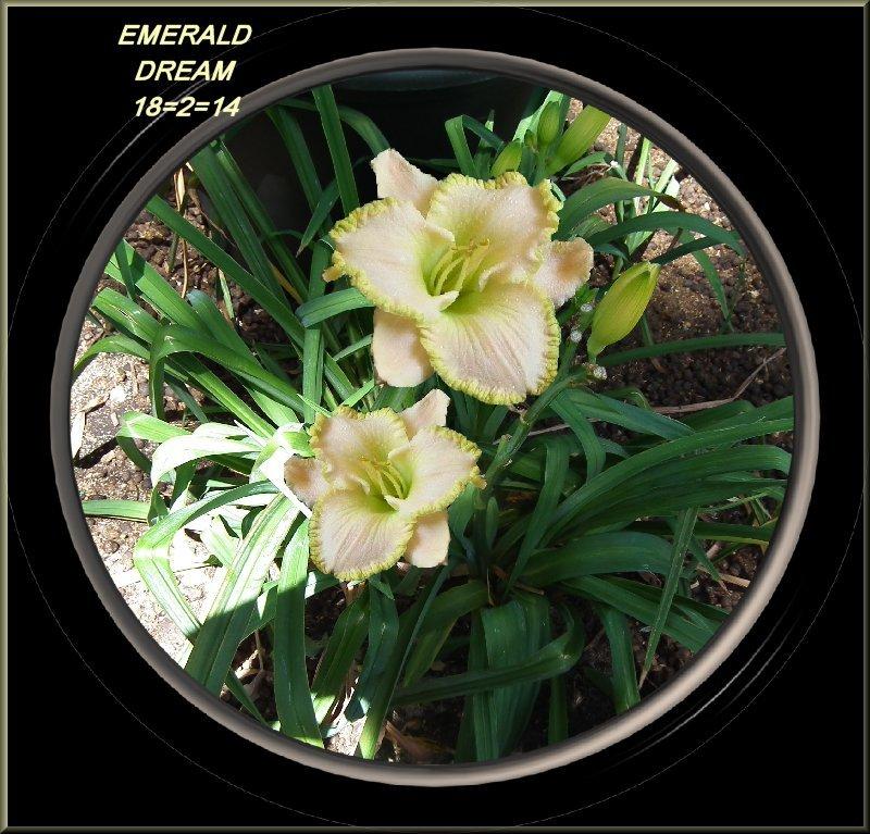 Photo of Daylily (Hemerocallis 'Emerald Dream') uploaded by Joy