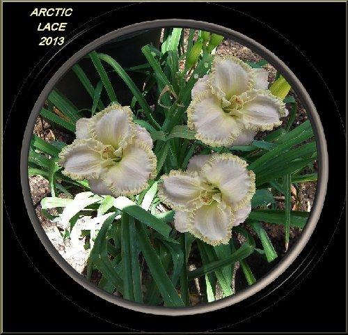 Photo of Daylily (Hemerocallis 'Arctic Lace') uploaded by Joy