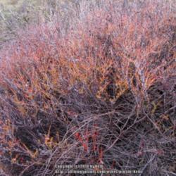 Location: Santa Monica Mountains National Recreation Area, California
Date: 2014-01-31
Plant in a severe drought year