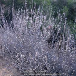 Location: Santa Monica Mountains National Recreation Area, California
Date: 2014-01-14
Purple sage is drought deciduous.  It loses leaves under dry cond