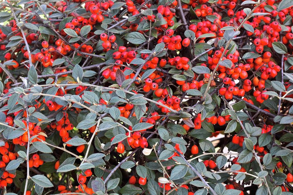 Photo of Rock Cotoneaster (Cotoneaster horizontalis) uploaded by NEILMUIR1