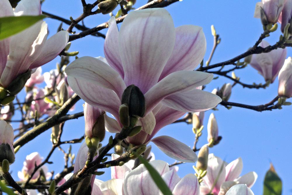 Photo of Saucer Magnolia (Magnolia x soulangeana) uploaded by NEILMUIR1