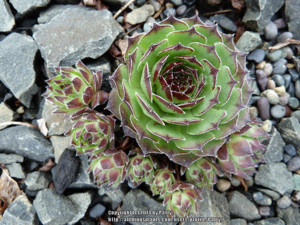Photo of Hen and Chicks (Sempervivum 'Sideshow') uploaded by Patty