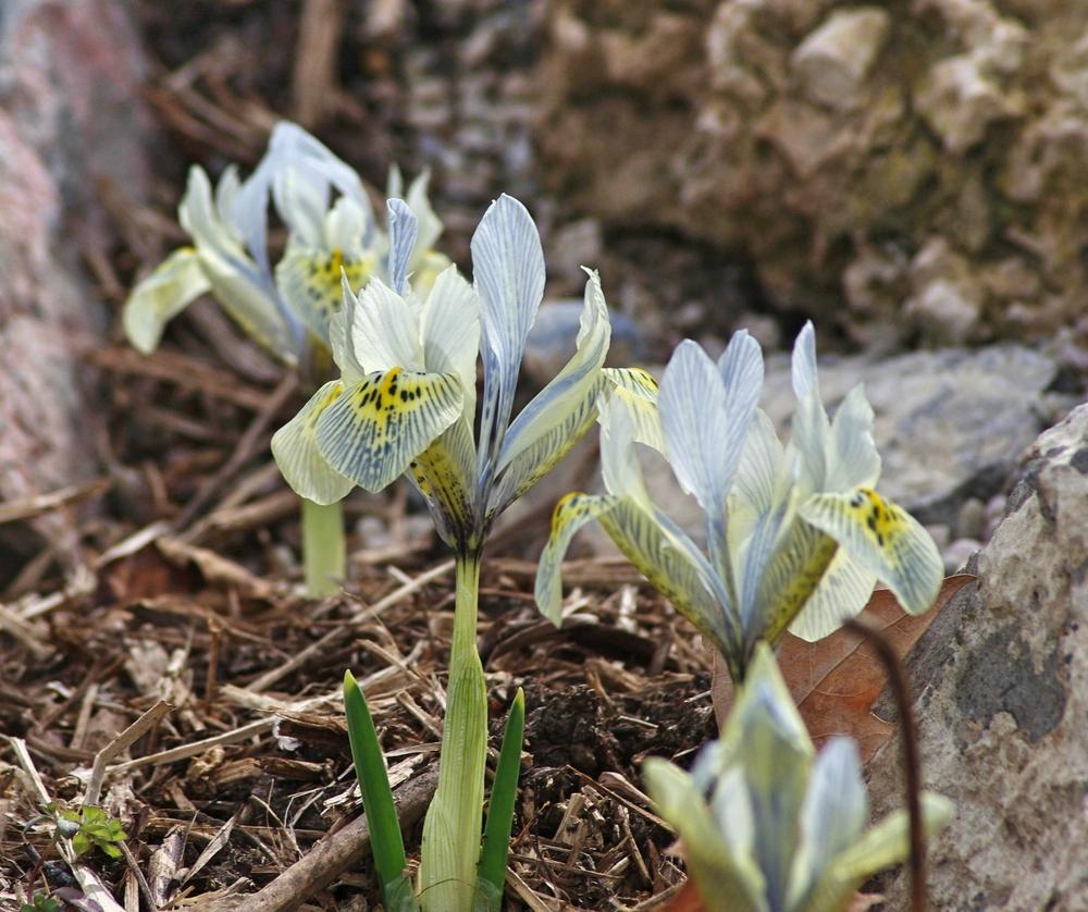 Photo of Reticulated Iris (Iris 'Katharine Hodgkin') uploaded by dirtdorphins