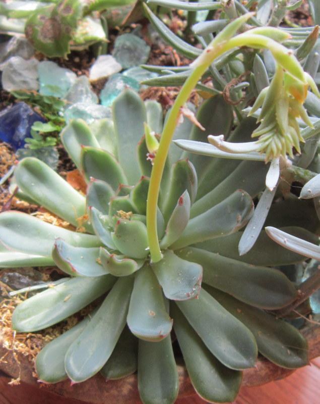 Photo of Echeveria (Echeveria pulidonis) uploaded by ge1836