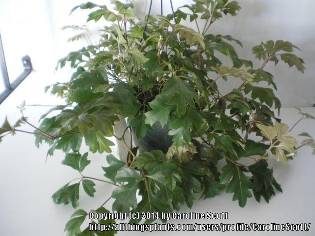 Photo of Grape Ivy (Cissus alata) uploaded by CarolineScott