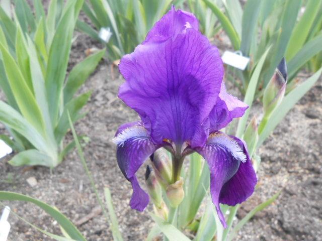 Photo of Intermediate Bearded Iris (Iris 'Eleanor Roosevelt') uploaded by crowrita1