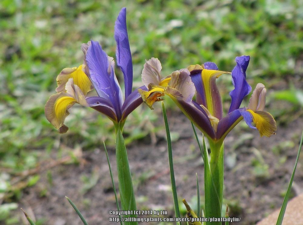 Photo of Irises (Iris) uploaded by plantladylin
