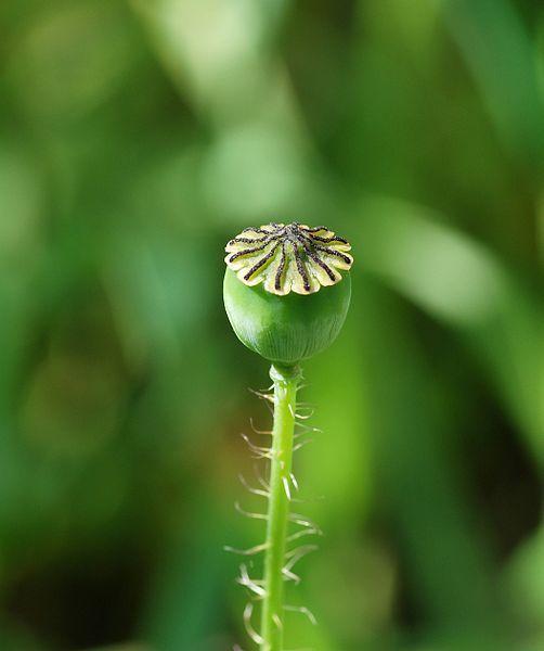 Photo of Field Poppy (Papaver rhoeas) uploaded by robertduval14