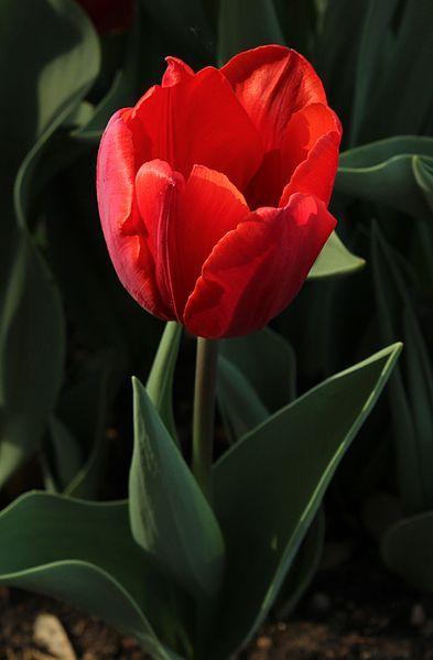 Photo of Single Early Tulip (Tulipa 'Couleur Cardinal') uploaded by robertduval14