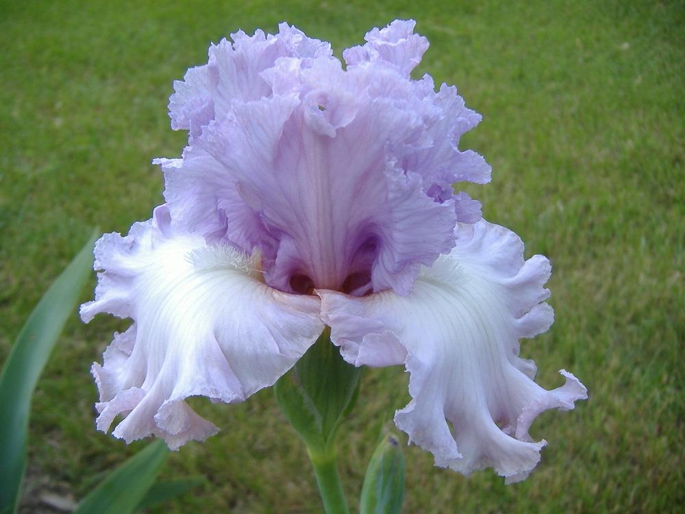 Photo of Tall Bearded Iris (Iris 'Magical Moment') uploaded by tveguy3