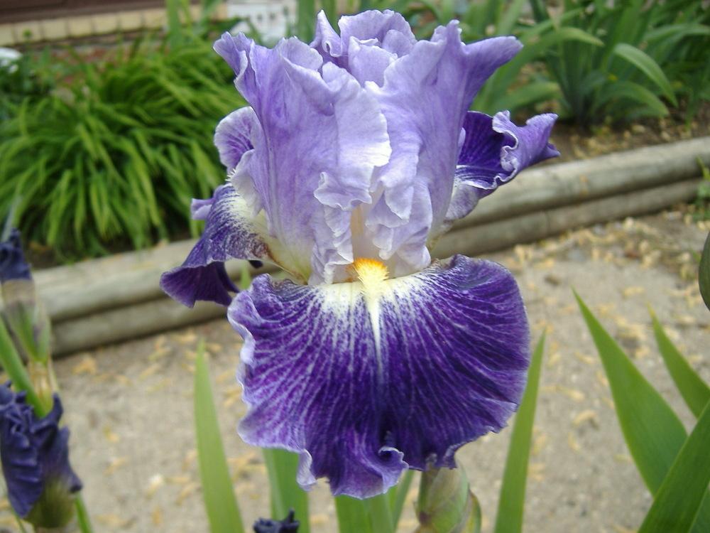 Photo of Tall Bearded Iris (Iris 'Fancy Dress') uploaded by tveguy3