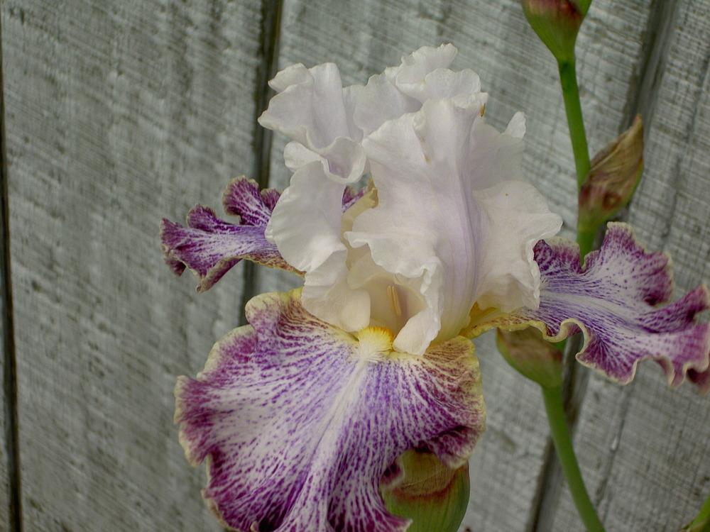 Photo of Tall Bearded Iris (Iris 'Vapor') uploaded by Muddymitts