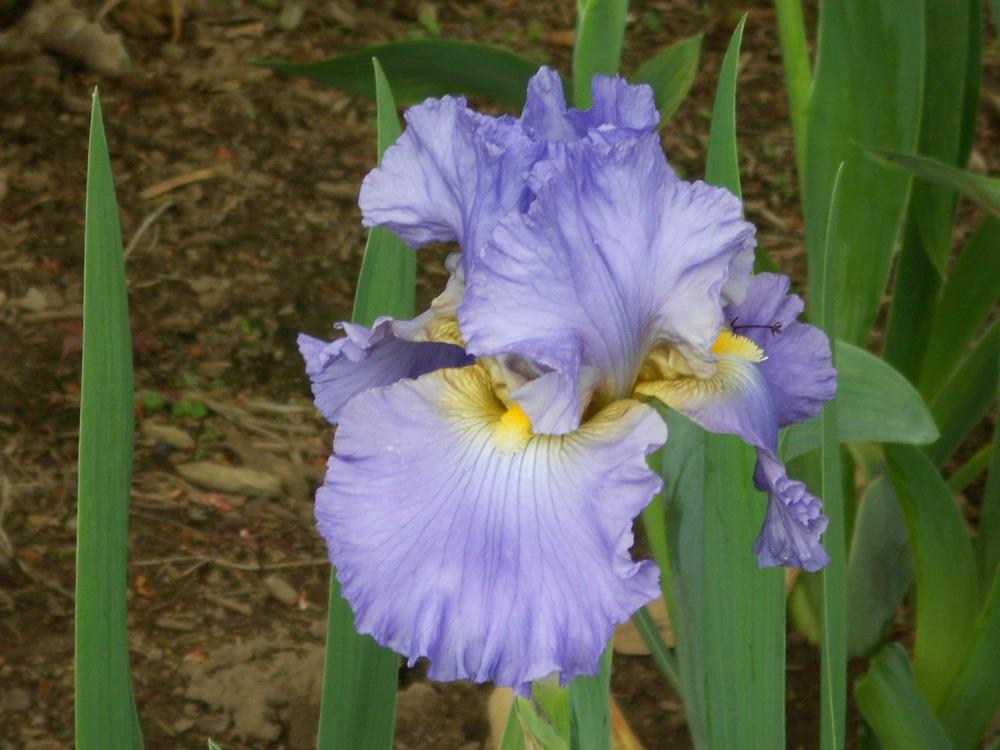 Photo of Tall Bearded Iris (Iris 'Juke Box Hero') uploaded by Muddymitts