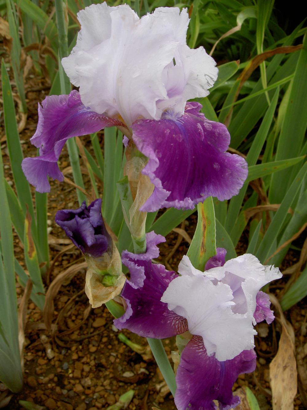 Photo of Tall Bearded Iris (Iris 'Gay Parasol') uploaded by Muddymitts
