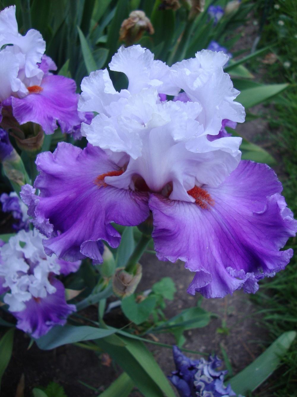 Photo of Tall Bearded Iris (Iris 'Polka') uploaded by Paul2032