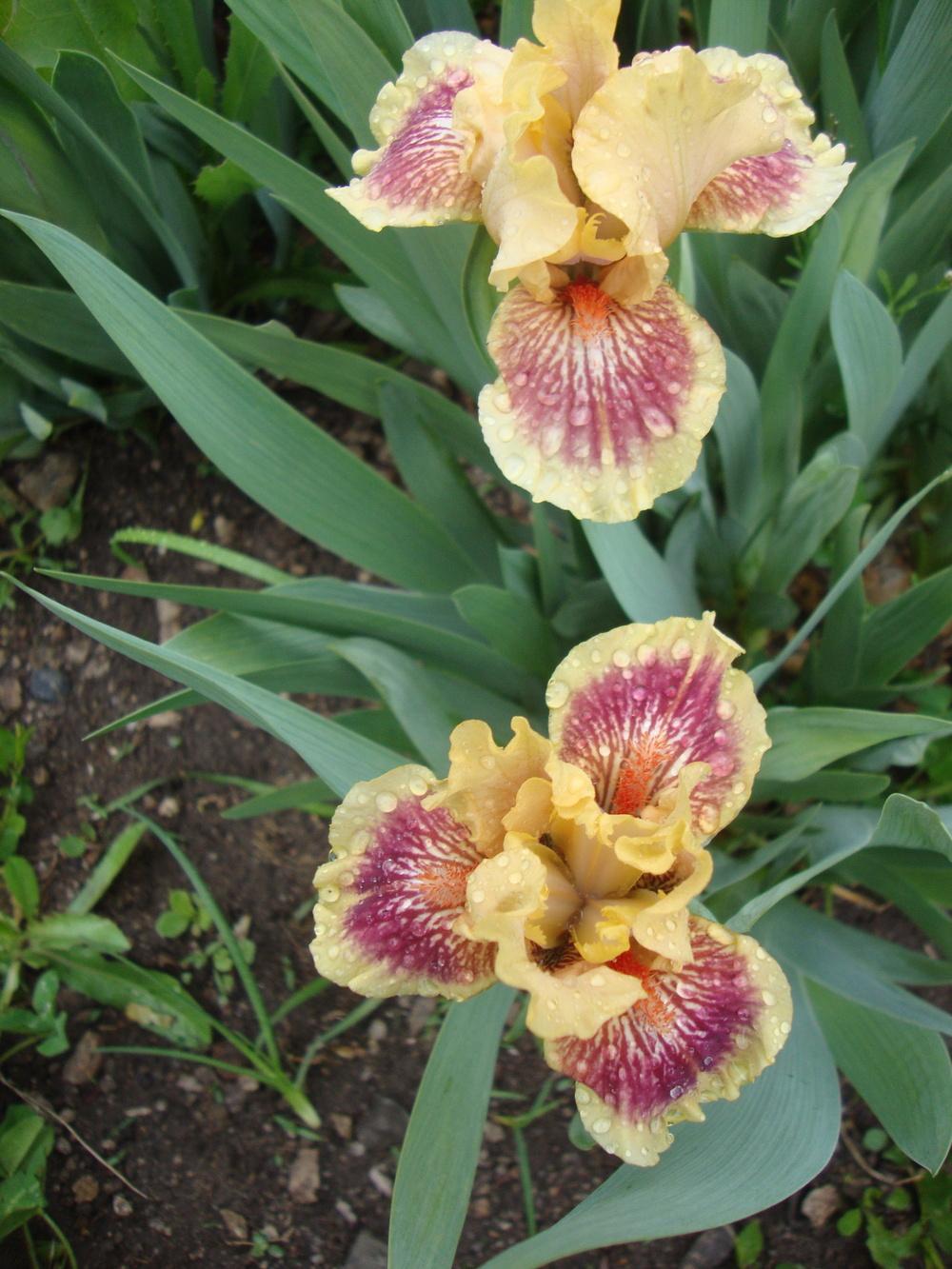 Photo of Standard Dwarf Bearded Iris (Iris 'Eye of the Tiger') uploaded by Paul2032